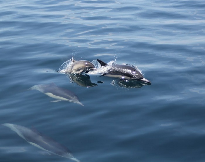 Dolphin pod in California