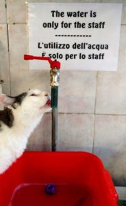 Cat Drinking in Rome Italy