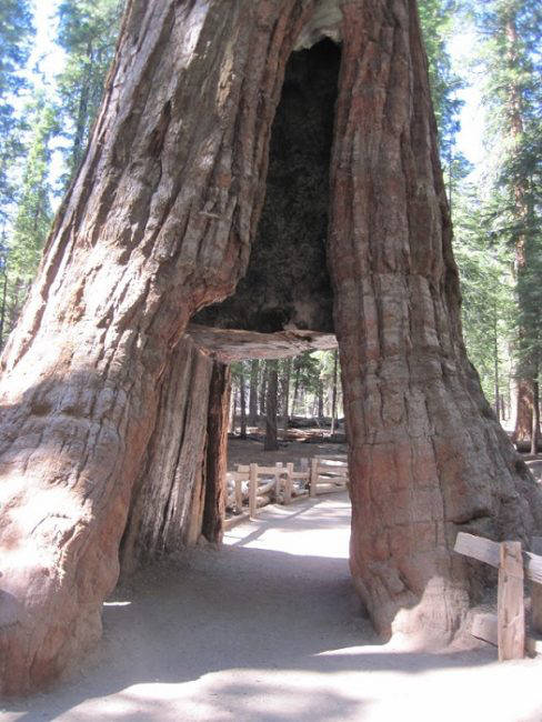 Mariposa Grove Yosemite