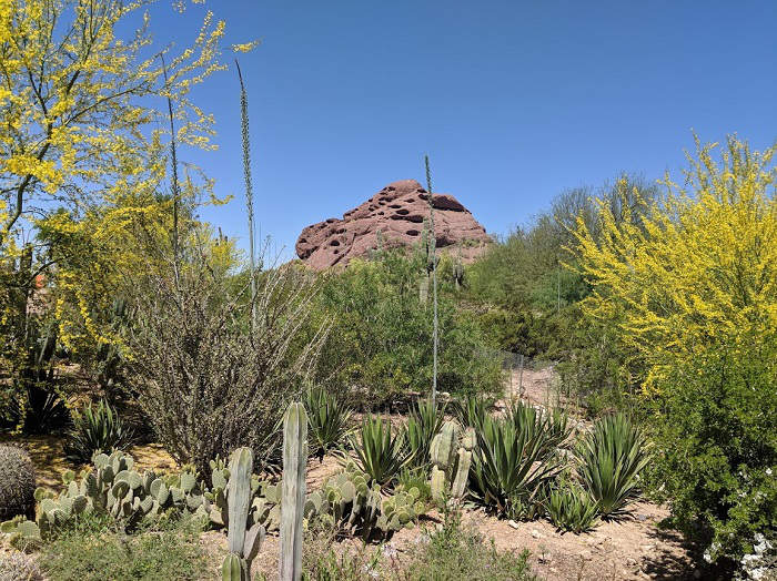 Desert Botanical Gardens Phoenix