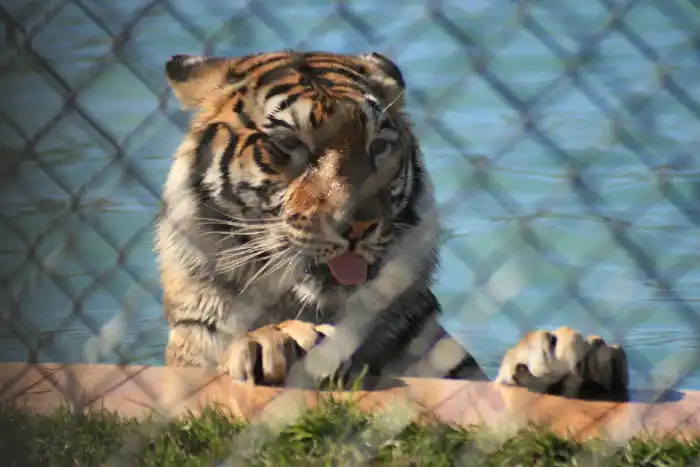 tiger splash arizona