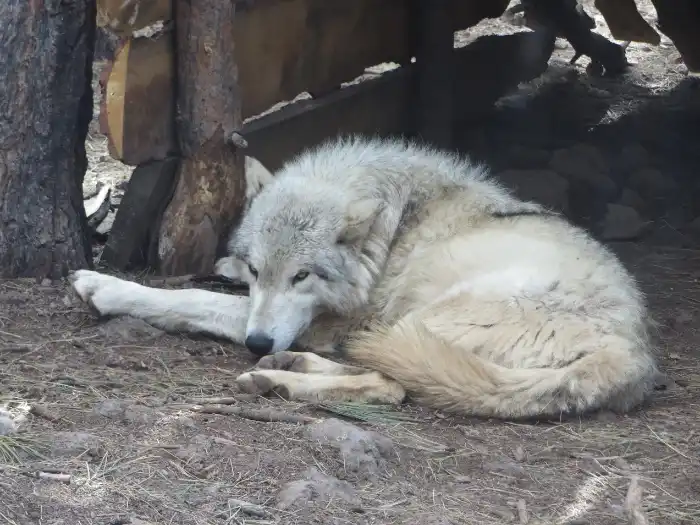 arctic wolf bearizona