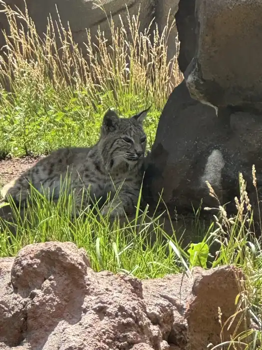 bobcat