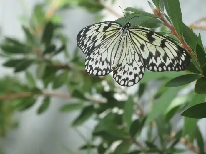 Butterfly Wonderland