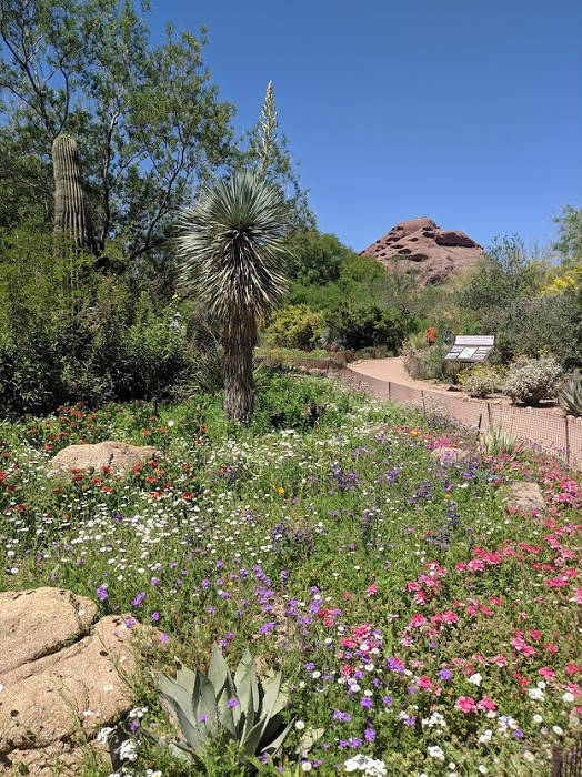 Desert Botanical Gardens Phoenix