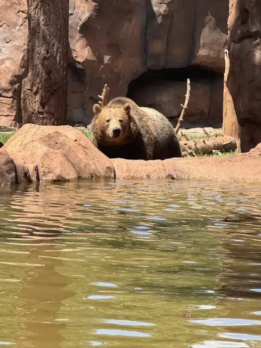 Grizzley Bear