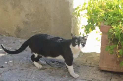 cat in italy