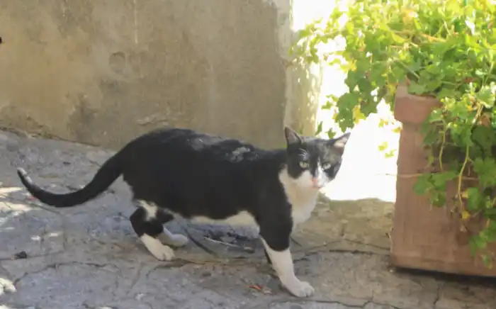 cat in italy
