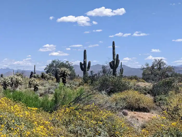 McDowell Mountains