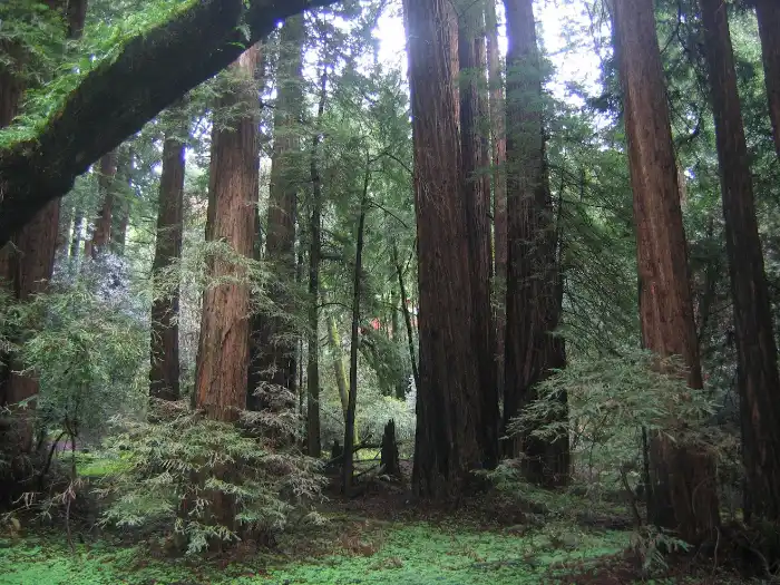 Muir Woods