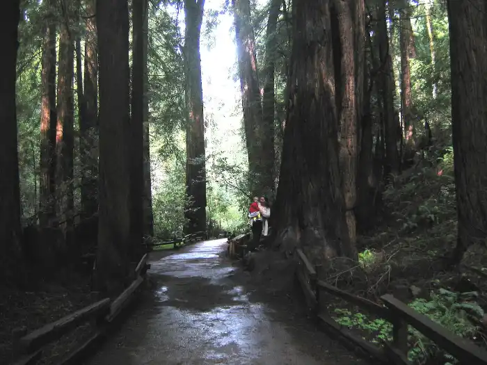Muir Woods