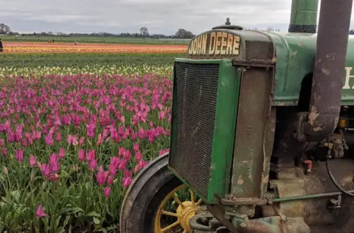 Oregon Tulip Farm