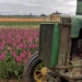 Oregon Tulip Farm