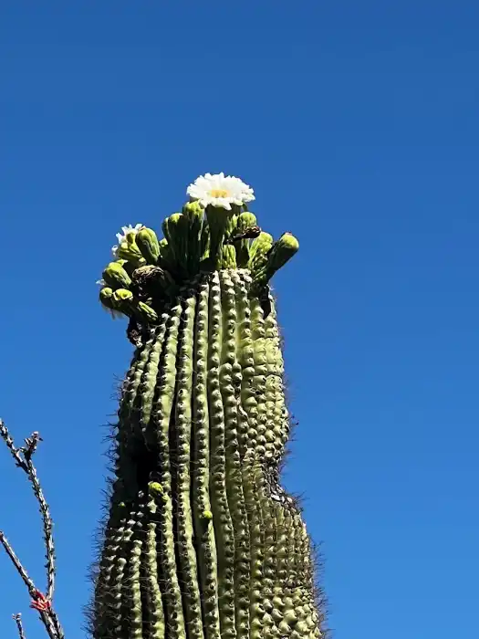 saguaro bloom