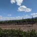 clarkdale az vineyard