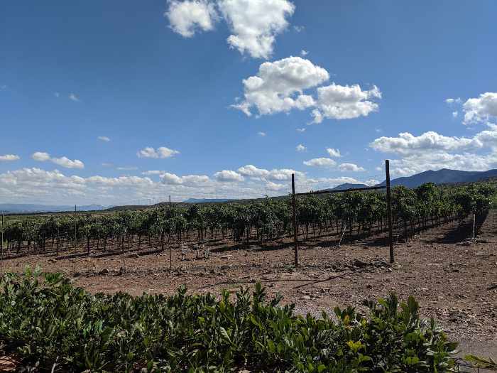 clarkdale az vineyard