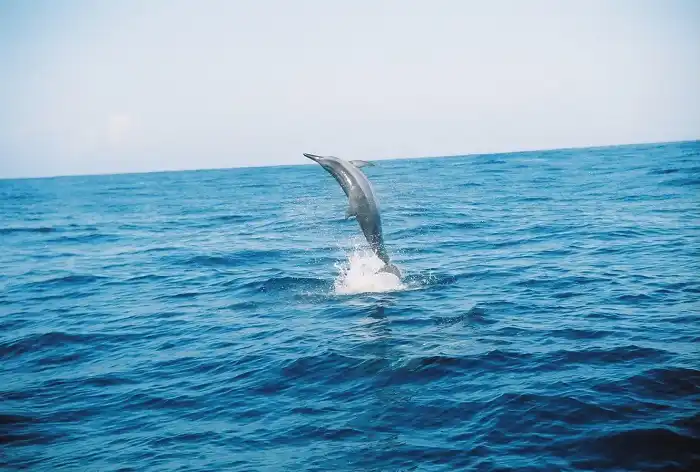 Spinner Dolphin in Hawaii