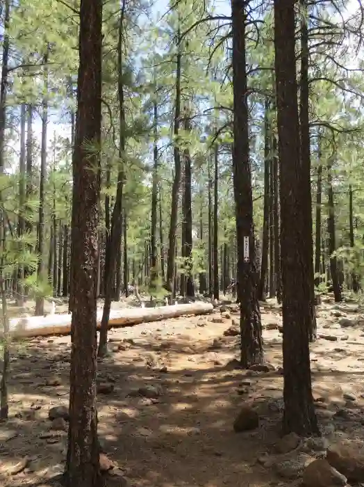 Lava River Cave Trail