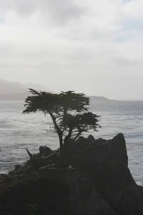 Lone Cyprus Pebble Beach
