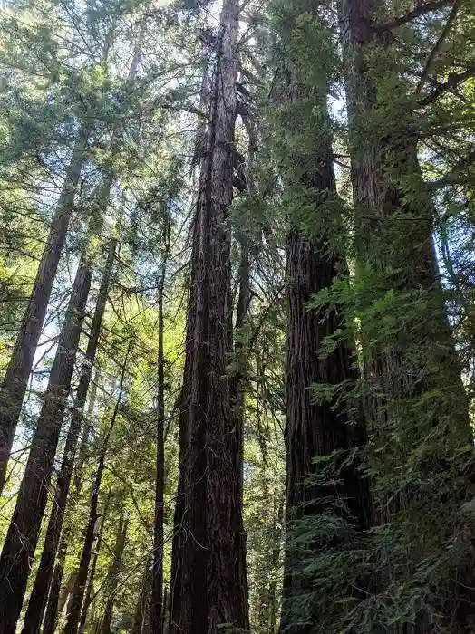 Pfeiffer State Park trees