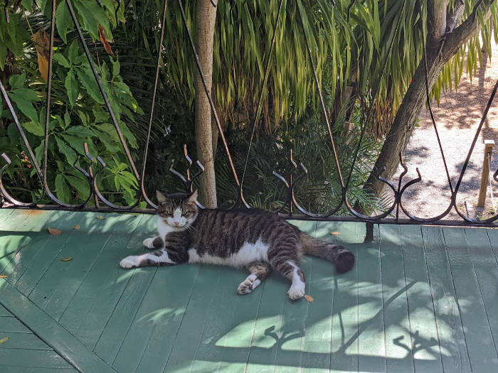 Hemmingway house cat