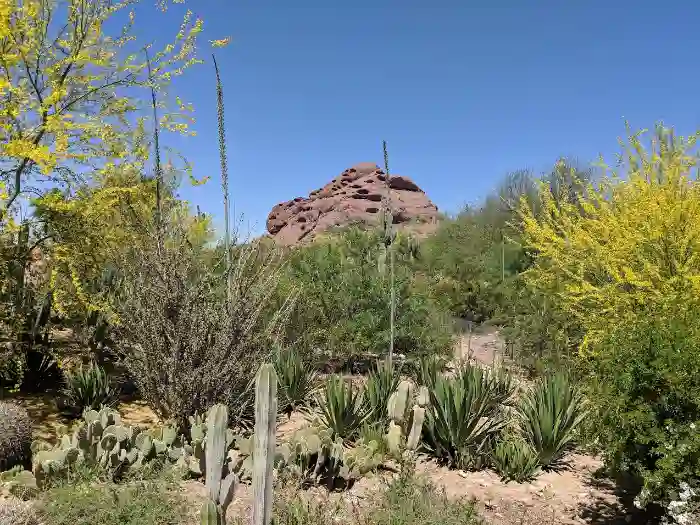 Desert Botanical Gardens