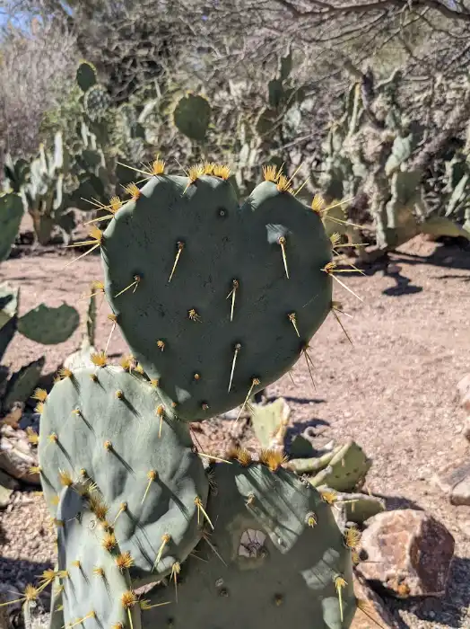 Tohono Chul Park