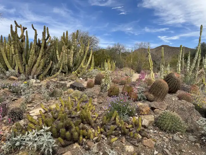 Sonoran Desert Museum Tucson