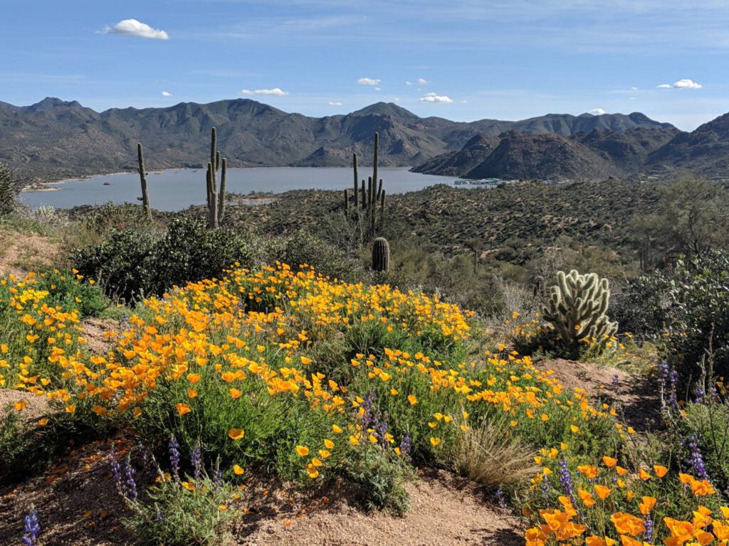 Bartlett Lake and arizona wildflowers