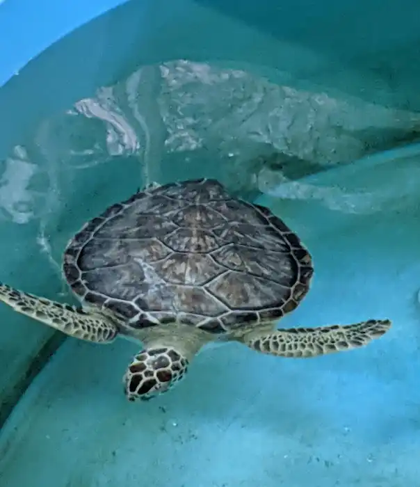 Weekend trip Jekyll Island Sea Turtle Center