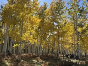 flagstaff arizona