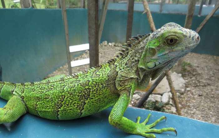 iguanas in belize