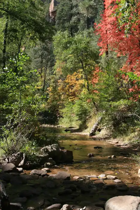 Leaves changing oak creek october