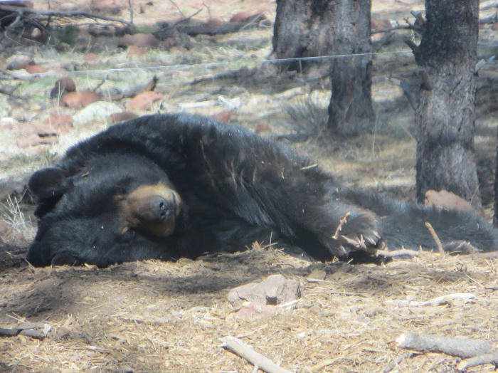 Bear sleeping at BearArizona