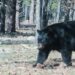 black bear at BearArizona