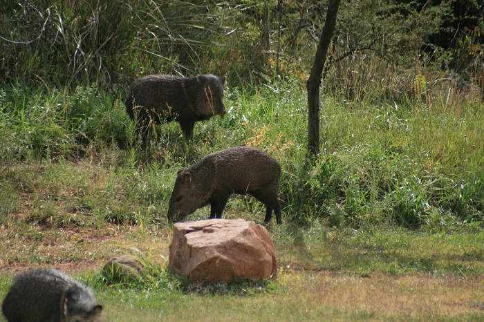 Javelinas grazing in Tonto National Forest