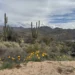 arizona wildflowers poppies bartlett lake