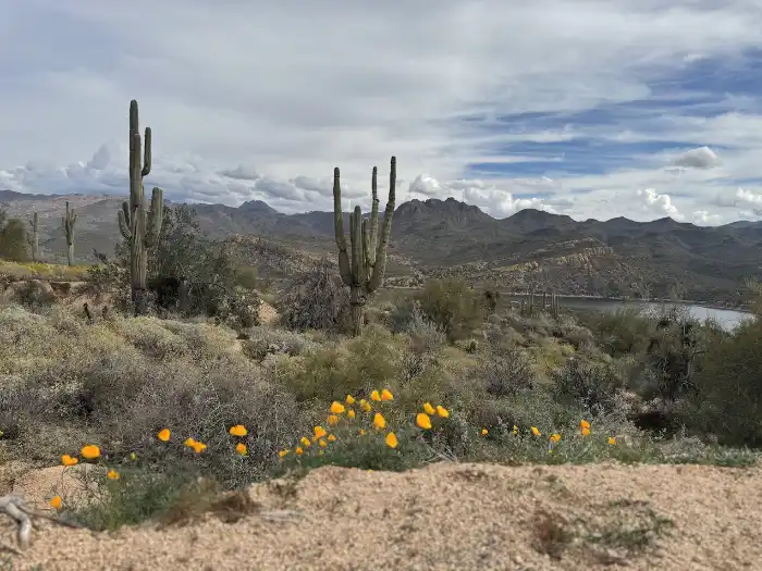arizona wildflowers poppies bartlett lake