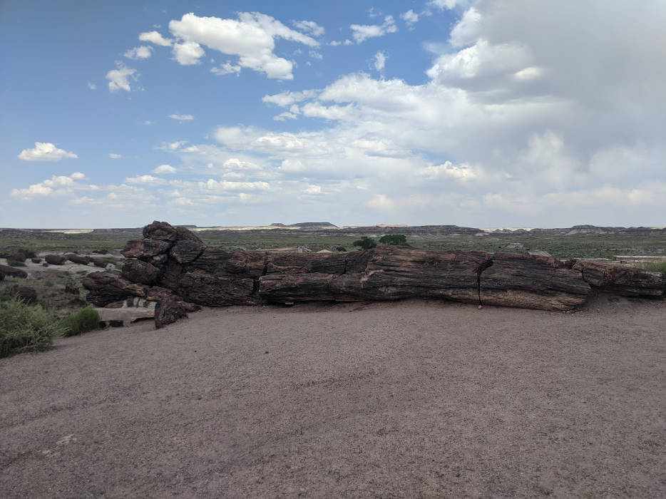 Giant Log -Bridge Petrified Forest National Park