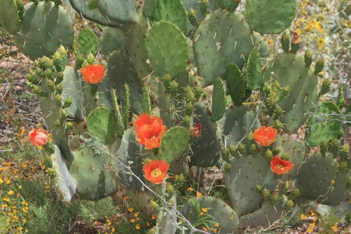 Desert in bloom Arizona