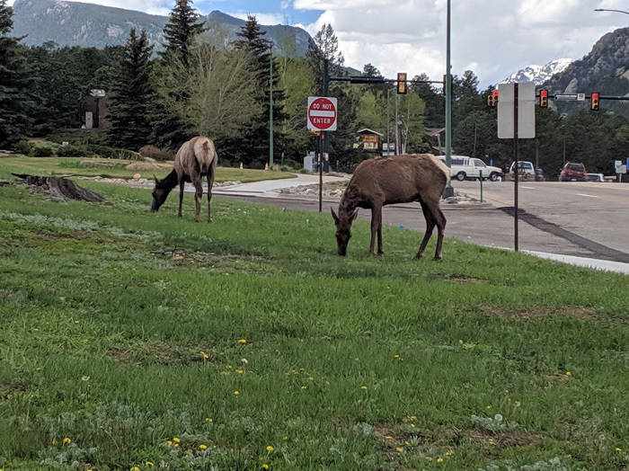elk in estes park colorado