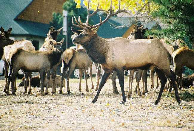 elk in estes park