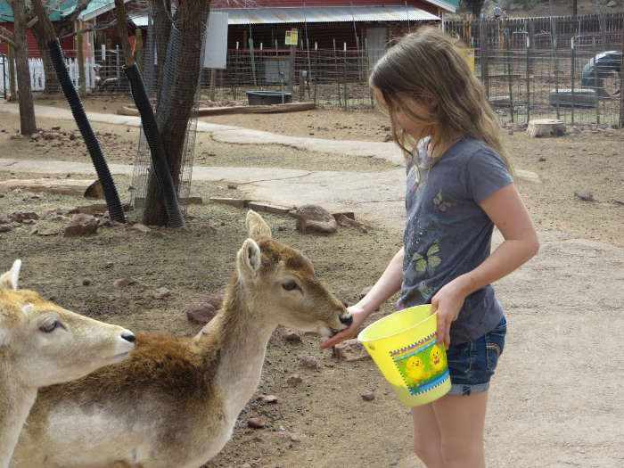 Feeding deer in Arizona