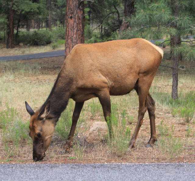 Elk in the Grand Canyon