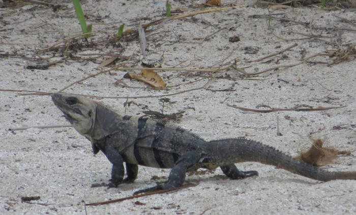 spiny iguana_Belize