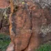 Petroglyphs feature