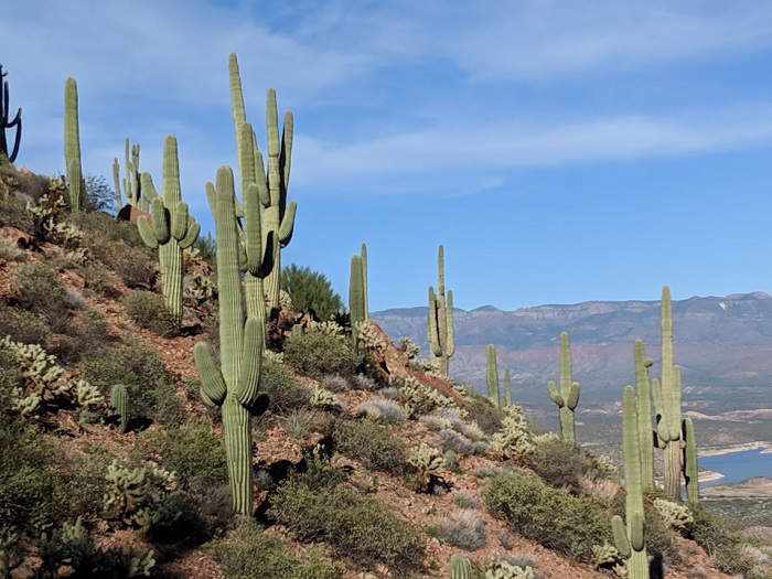 Hill of Saguaros in Arizona