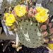 sonoran desert prickly pear