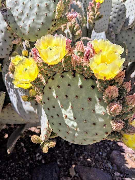 sonoran desert prickly pear