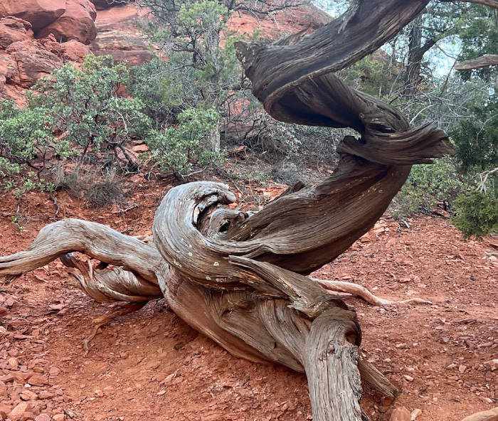 twisted juniper tree in sedona
